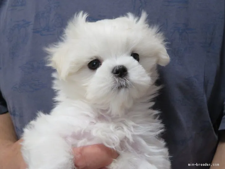 ID:2103-02652の子犬
