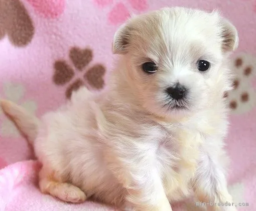 わんこ 様のお迎えした子犬
