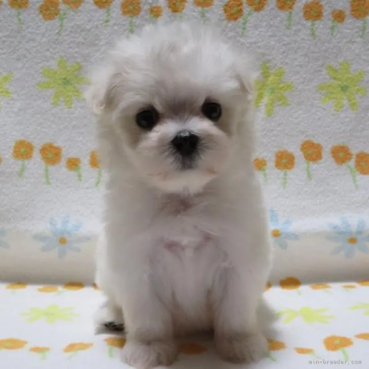ID:2211-02065の子犬