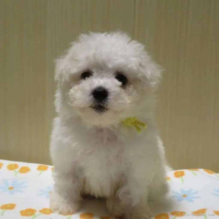 ID:2210-03033の子犬