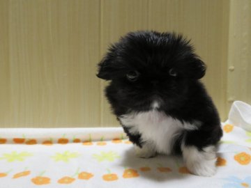 ペキニーズ【茨城県・女の子・2021年10月4日・ブラック&ホワイト】の写真「大人しめな女の子」