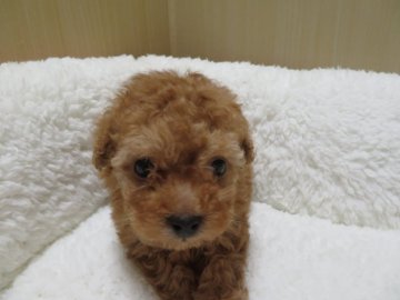 トイプードル(タイニー)【茨城県・女の子・2021年1月3日・レッド】の写真「大人しめな女の子」