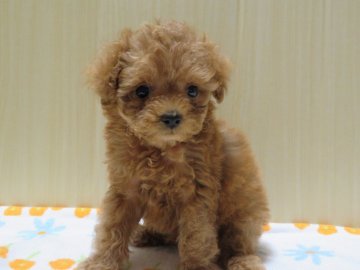 トイプードル(タイニー)【茨城県・男の子・2021年8月3日・レッド】の写真「お茶目な男の子」