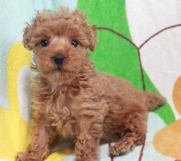 トイプードル(タイニー)【茨城県・女の子・2019年11月30日・アプリコット】の写真「タイニーサイズ予想！可愛らしい女の子です」