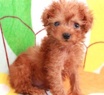 トイプードル(タイニー)【茨城県・男の子・2019年11月30日・アプリコット】の写真「タイニーサイズ予想！可愛らしい男の子です」