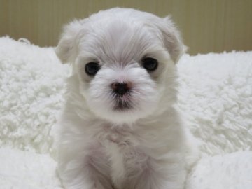 マルチーズ【茨城県・女の子・2021年4月2日・ホワイト】の写真「大人しめな女の子」