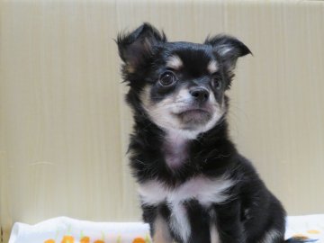 チワワ(ロング)【茨城県・男の子・2021年9月12日・ブラックタン】の写真「甘えん坊な男の子」