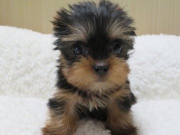 ヨークシャーテリア【茨城県・男の子・2021年2月10日・スティールブルータン】の写真「甘えん坊な男の子」