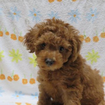 トイプードル(トイ)【茨城県・男の子・2022年4月23日・レッド】の写真「甘えん坊な男の子」