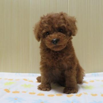 トイプードル(トイ)【茨城県・男の子・2022年9月21日・レッド】の写真「お茶目な男の子」