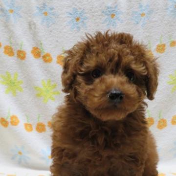 トイプードル(トイ)【茨城県・男の子・2022年4月23日・レッド】の写真「甘えん坊な男の子」