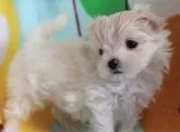 マルチーズ【茨城県・男の子・2020年4月8日・ホワイト】の写真2