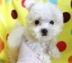 マルチーズ【茨城県・女の子・2018年7月8日・ホワイト】の写真2