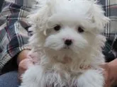 マルチーズ【茨城県・女の子・2020年9月10日・ホワイト】の写真3