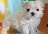 マルチーズ【茨城県・男の子・2020年4月8日・ホワイト】の写真4