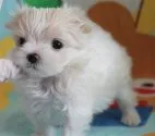 マルチーズ【茨城県・男の子・2020年4月8日・ホワイト】の写真5