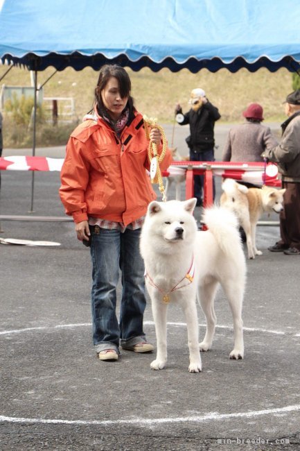 うちの初代看板犬と一緒に｜藤本　日登美(ふじもと　ひとみ)ブリーダー(鹿児島県・秋田犬など・JKC/KC/秋田犬保存会登録)の紹介写真1