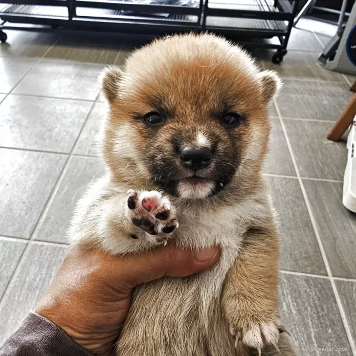 ID:2509-00068の子犬