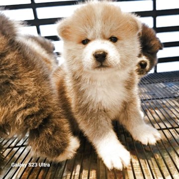 秋田犬【鹿児島県・女の子・2025年6月13日・赤毛】の写真「4兄妹の中で一番物怖じしない子です」