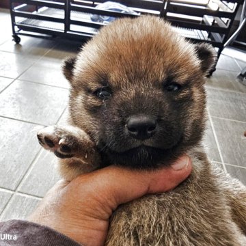 柴犬(豆柴)【鹿児島県・女の子・2025年7月29日・赤毛】の写真「元気な女の子です」
