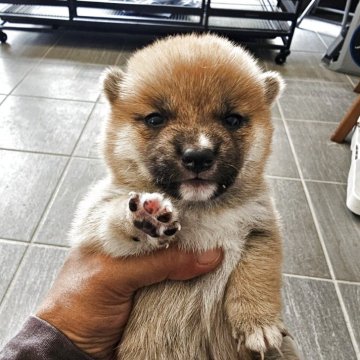 柴犬(豆柴)【鹿児島県・女の子・2025年7月29日・赤毛】の写真「とっても元気な女の子です」