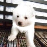 秋田犬
