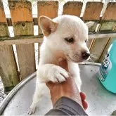 豆柴【鹿児島県・男の子・2025年8月15日・白毛】の写真2