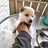 豆柴【鹿児島県・男の子・2025年8月15日・白毛】の写真4