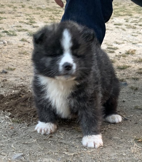 秋田犬 鹿児島県 男の子 18年12月19日 虎毛 顔の可愛い性格の活発な子です みんなのブリーダー 子犬id 1902