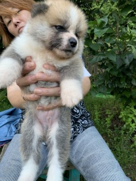 秋田犬【鹿児島県・男の子・2019年6月8日・6月8日生まれの赤毛の男の子】の写真「濃いめの赤毛の男の子」