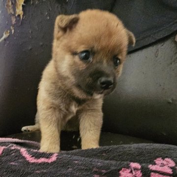 柴犬(豆柴)【鹿児島県・女の子・2024年6月23日・赤毛】の写真「小柄だけど、とっても元気です」