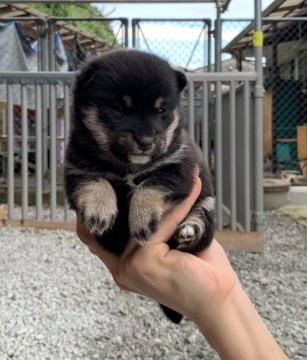 柴犬(豆柴)【鹿児島県・女の子・2020年8月4日・黒毛】の写真「お顔の可愛い女の子」