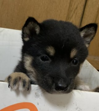 柴犬(豆柴)【鹿児島県・男の子・2020年5月10日・黒毛】の写真「元気な男の子です」