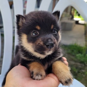 柴犬(豆柴)【鹿児島県・男の子・2023年6月7日・黒毛】の写真「丸顔で模様の綺麗なイケメンくん」