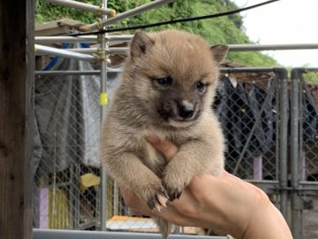 柴犬(豆柴)【鹿児島県・男の子・2020年8月1日・赤毛】の写真「小柄な男の子です」