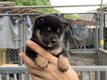 柴犬(豆柴)【鹿児島県・男の子・2020年8月1日・黒毛】の写真「小ぶりな男の子です」