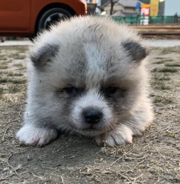 秋田犬【鹿児島県・男の子・2018年12月19日・赤毛】の写真「性格はおとなしめの男の子です」