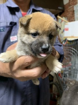 柴犬(豆柴)【鹿児島県・男の子・2019年5月31日・赤毛】の写真「小ぶりな両親から生まれています」