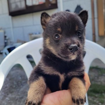 柴犬(豆柴)【鹿児島県・男の子・2023年6月7日・黒毛】の写真「4兄妹の中で一番小さい子です」