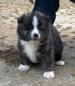 秋田犬【鹿児島県・男の子・2018年12月19日・虎毛】の写真「顔の可愛い性格の活発な子です」