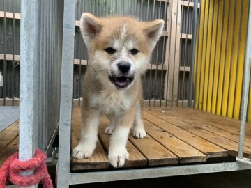 秋田犬【鹿児島県・女の子・2020年7月13日・赤毛】の写真「お目目の形が綺麗な女の子」