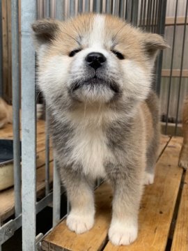 秋田犬【鹿児島県・女の子・2019年1月5日・赤毛】の写真「体は小さめですが、よく食べる性格の可愛い子です」