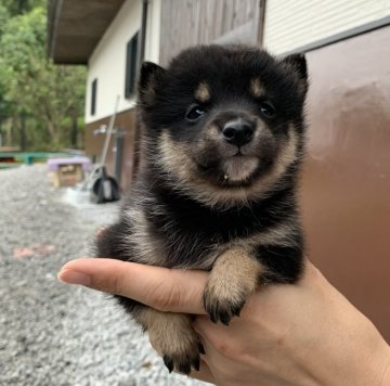 柴犬(豆柴)【鹿児島県・男の子・2020年8月1日・黒毛】の写真「体の小さな男の子です」