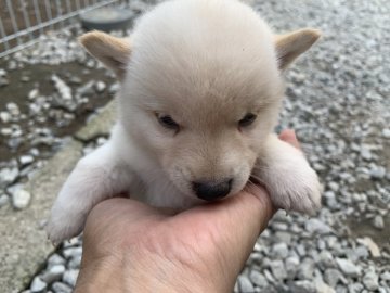 柴犬(豆柴)【鹿児島県・男の子・2020年10月5日・白毛】の写真「お鼻の黒いイケメンくん」