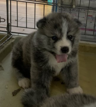 秋田犬【鹿児島県・女の子・2020年6月4日・虎毛】の写真「クリクリお目目の淡い毛色の美人ちゃん」