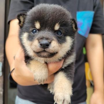 柴犬(豆柴)【鹿児島県・男の子・2022年7月5日・黒毛】の写真「お顔の模様がポッキリした男の子です」