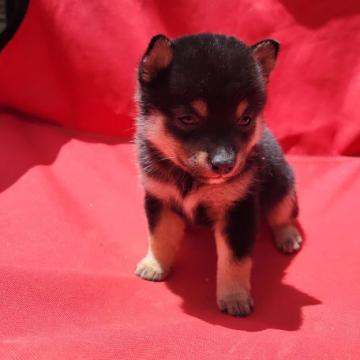 柴犬(豆柴)【鹿児島県・男の子・2022年6月11日・黒毛】の写真「小さな小さな5兄妹のうち。一番元気な子です」