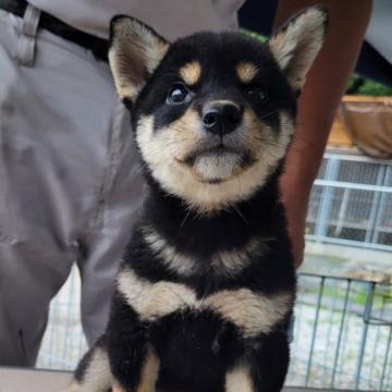 柴犬(標準サイズ)【鹿児島県・男の子・2022年5月22日・黒毛】の写真「模様のハッキリした元気な男の子です」