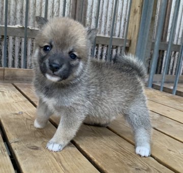 柴犬(豆柴)【鹿児島県・女の子・2020年5月24日・赤毛】の写真「体は小さいけれど、とても元気で人の大好きな女の子で」