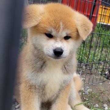 秋田犬【鹿児島県・男の子・2022年6月7日・赤毛】の写真「4兄妹のなかで一番大きいけど女の子みたいなお顔です」